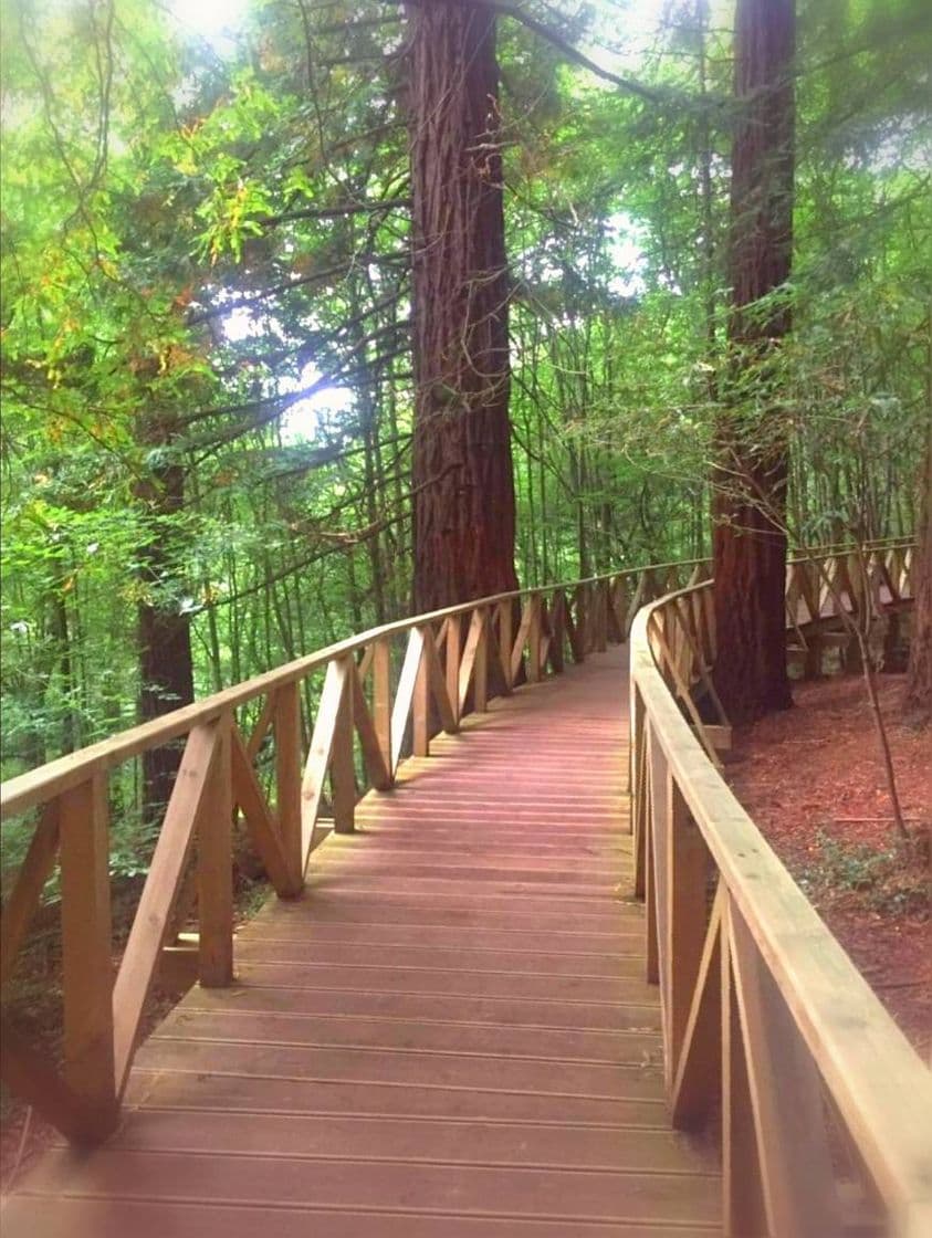 Place Paseando por un bosque de secuoyas | Rutas por Cantabria 