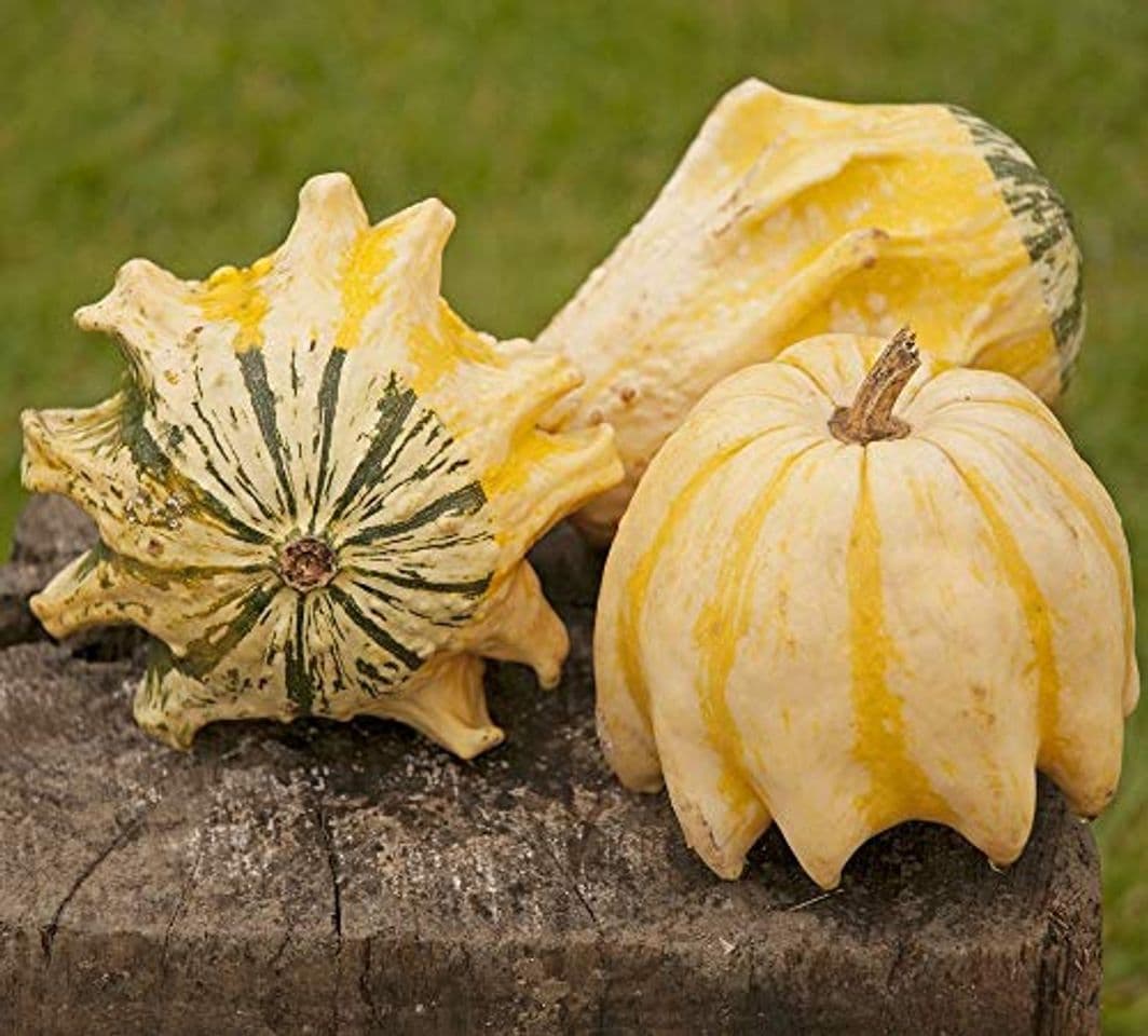 Producto Semillas de calabaza 'Corona de espinas'