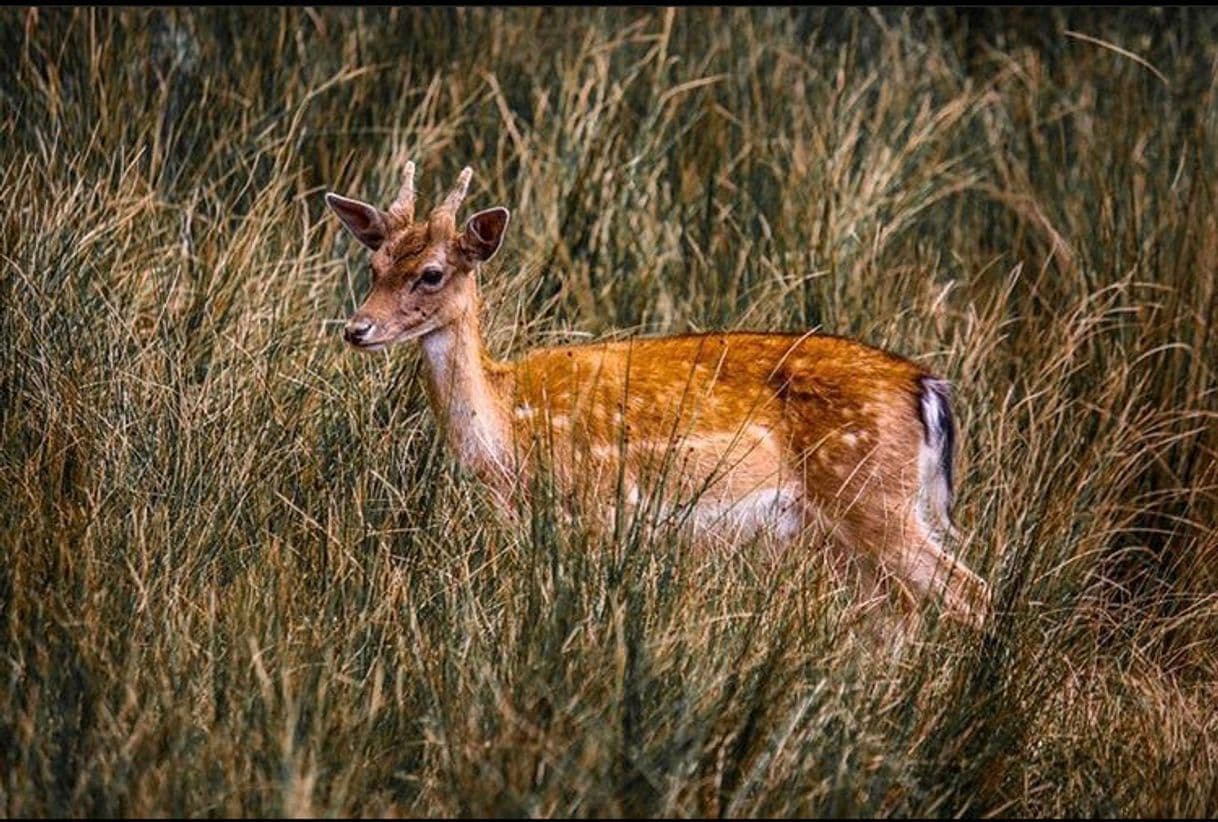 Lugar Tapada Nacional de Mafra