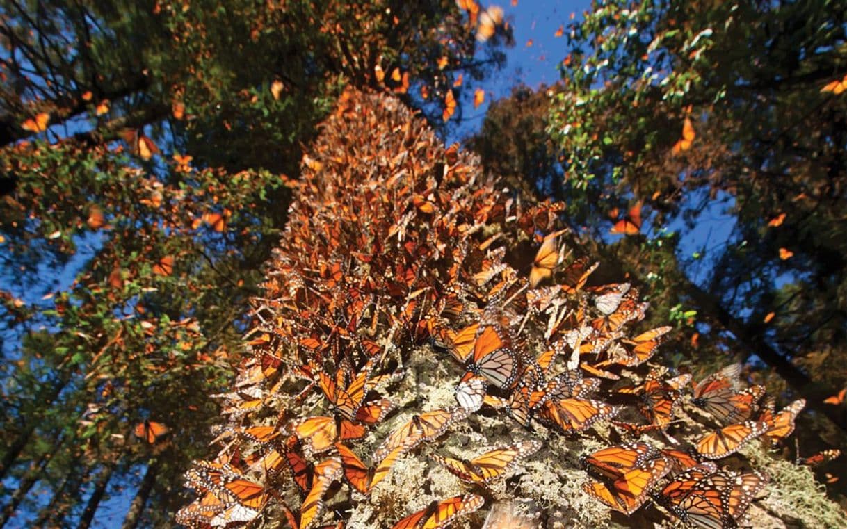 Lugar SANTUARIO DE LA MARIPOSA MONARCA