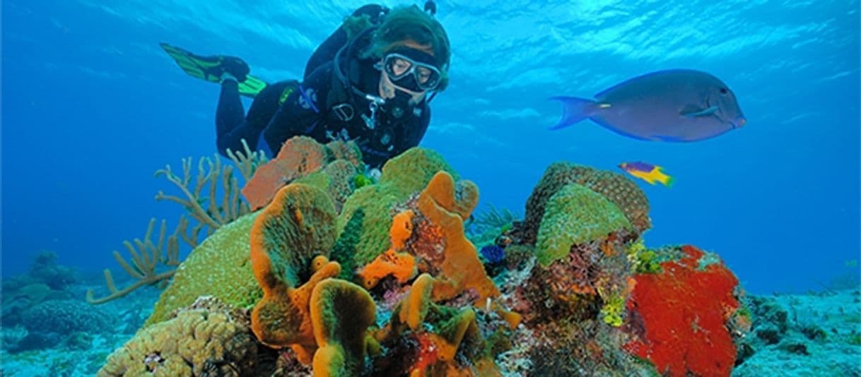 Lugar Parque nacional Arrecifes de Cozumel