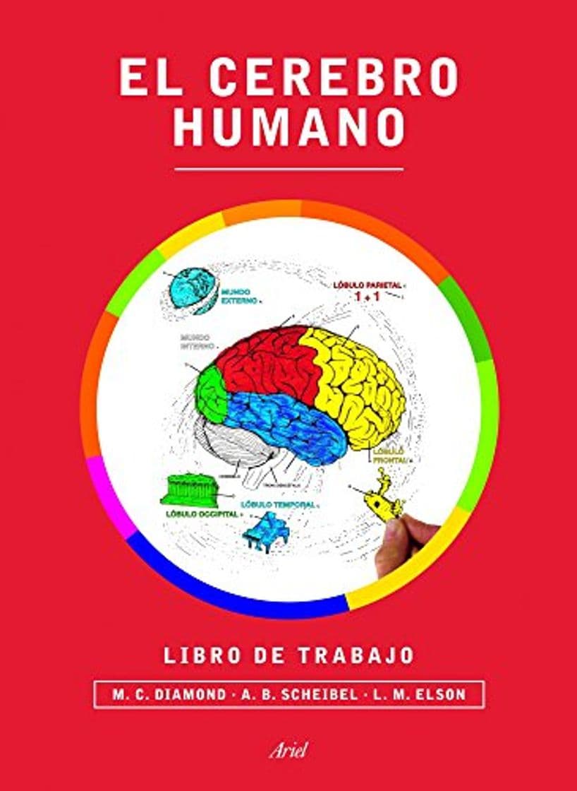 Libro El cerebro humano. Libro de trabajo