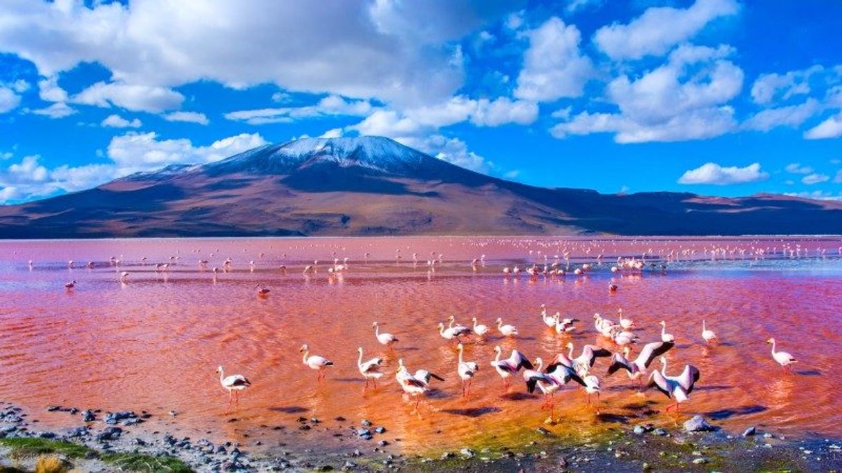 Place Laguna Colorada