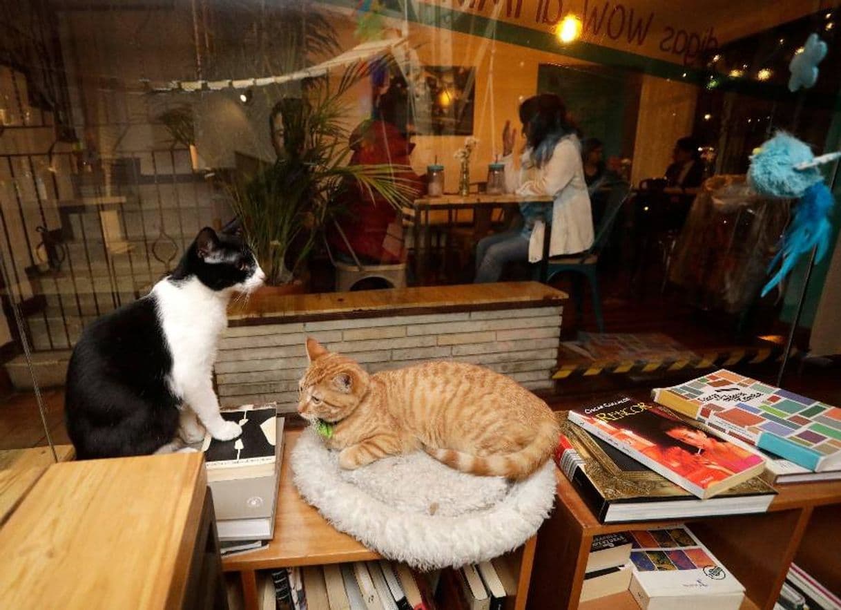 Restaurants Gatos y Blues