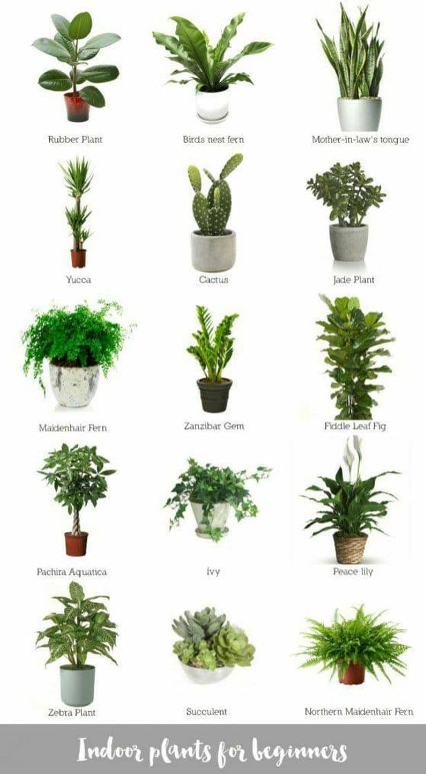 Fashion Plantas ideales para tener dentro de casa