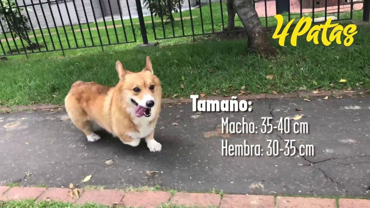 Fashion Así es el Corgi de Pembroke - YouTube