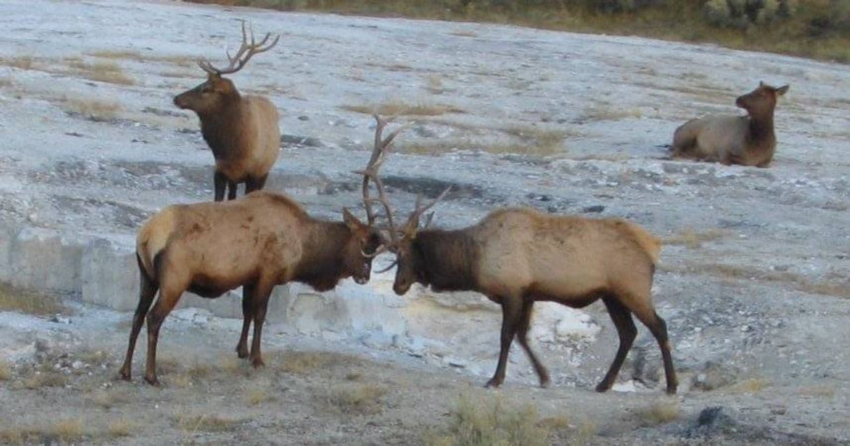 Place Yellowstone National Park