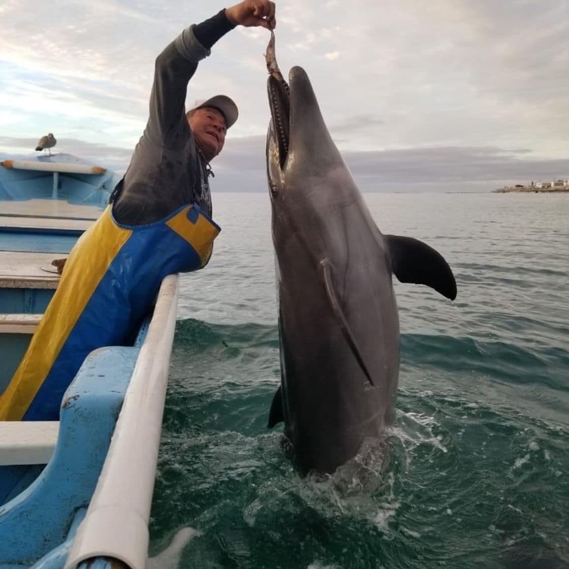 Place Amistad con delfines