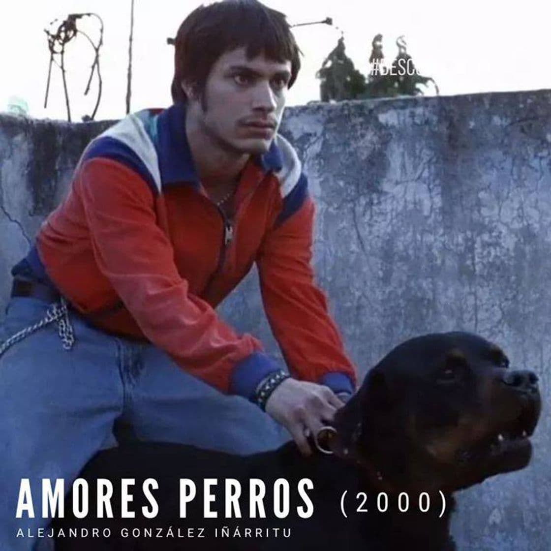 Fashion Amores perros 