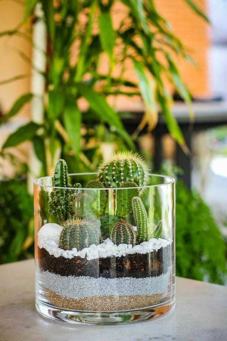 Fashion Os minis cactos mais lindos que você vai ver hoje 😍🌵