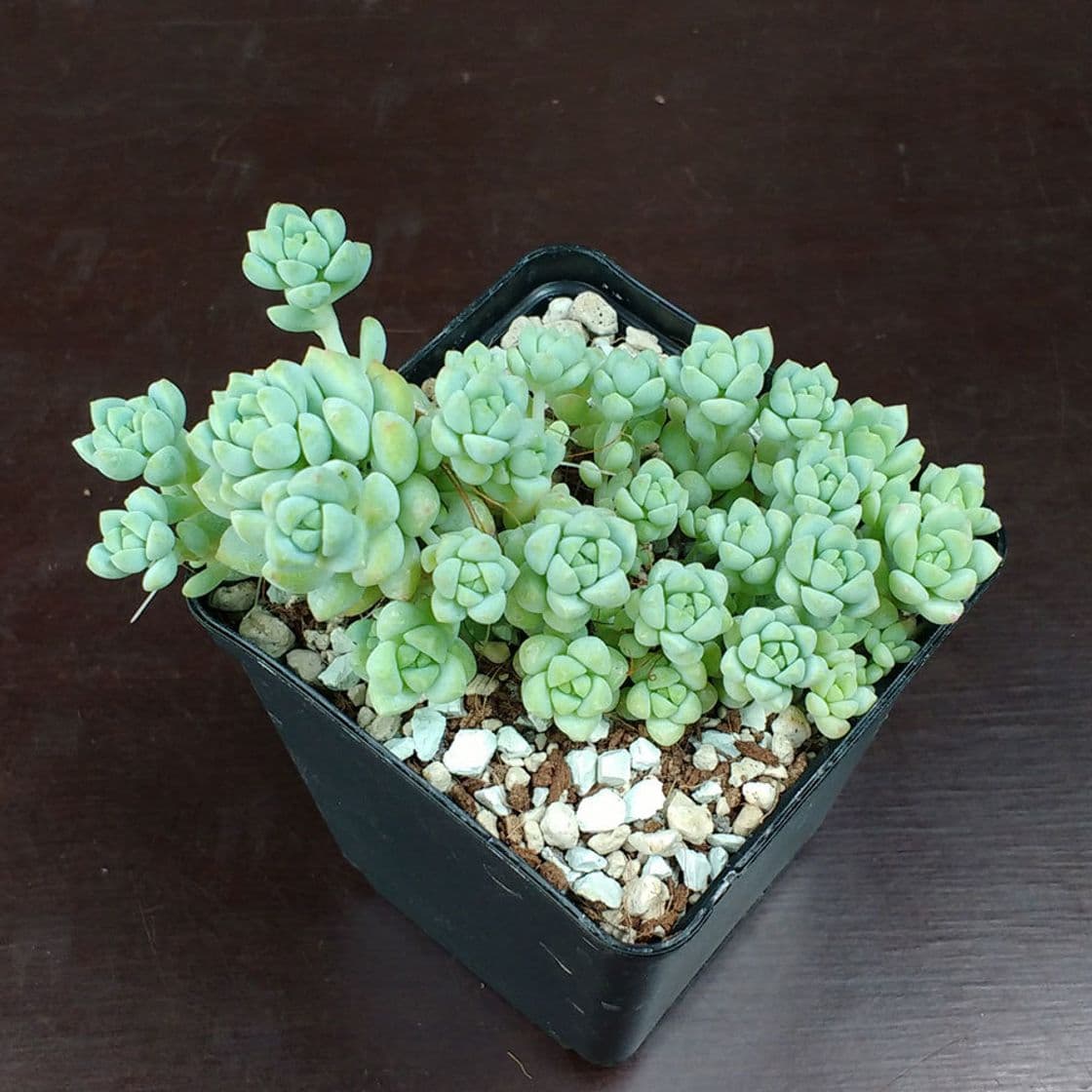 Moda Sedum