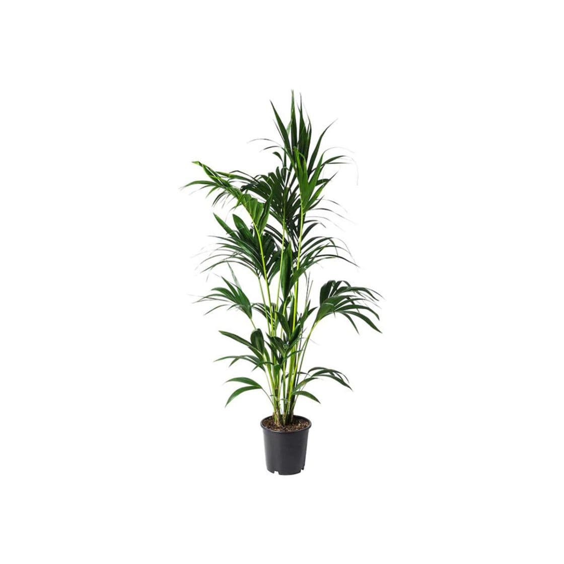 Producto HOWEA FORSTERIANA 24cm