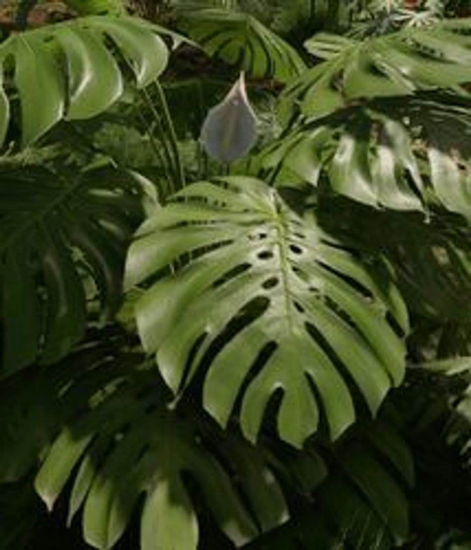 Moda Monstera deliciosa - Wikipedia