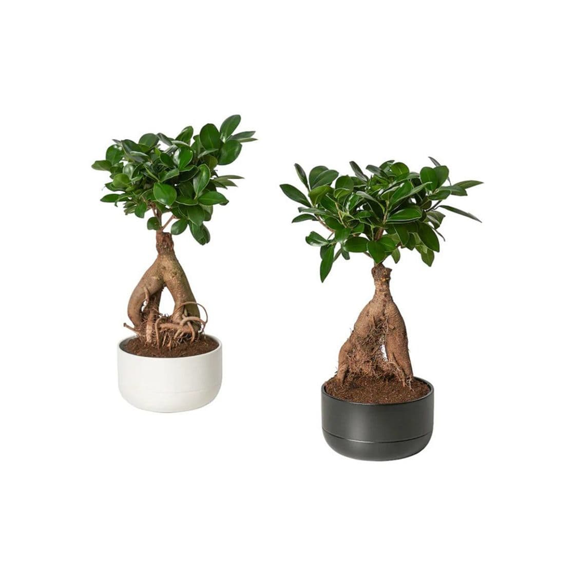 Producto FICUS MICROCARPA GINSENG 14cm