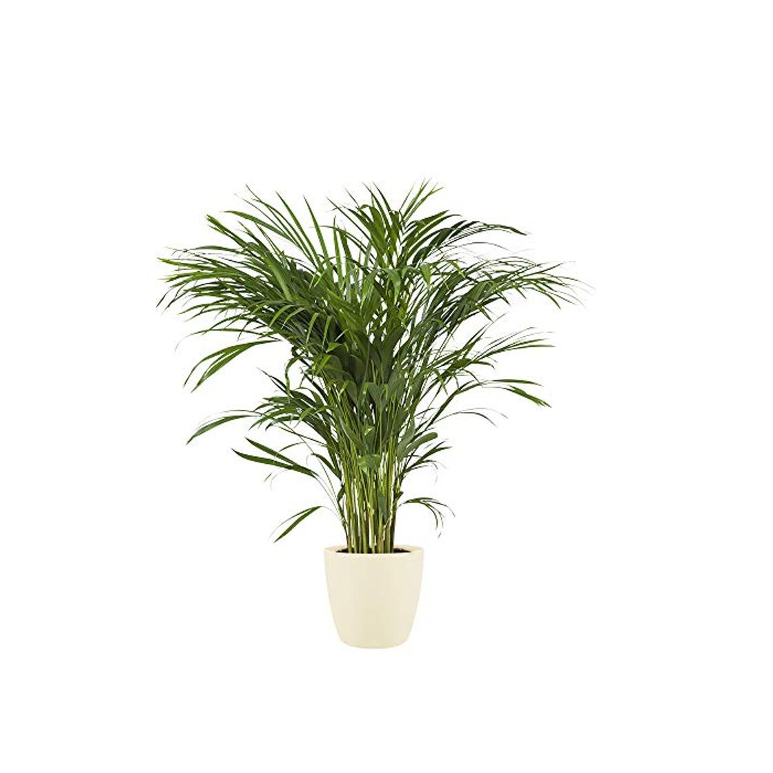 Product Planta de interior de Botanicly – Palma Areca en maceta crema como