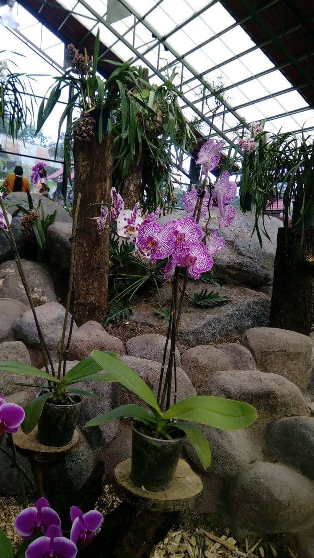 Place BIORI Jardín Botánico de Orizaba