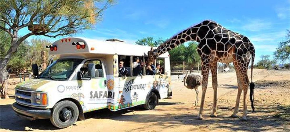 Place Ecological Center of Sonora