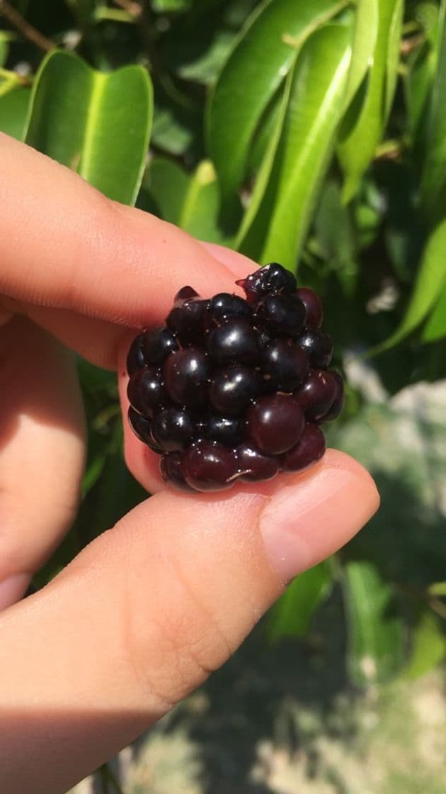 Product Rosepoem Blackberry Seeds Sweet Black Berry Giant Blackberries Triple Crown Blackberry Black Mulberry Semillas Frutas Semillas