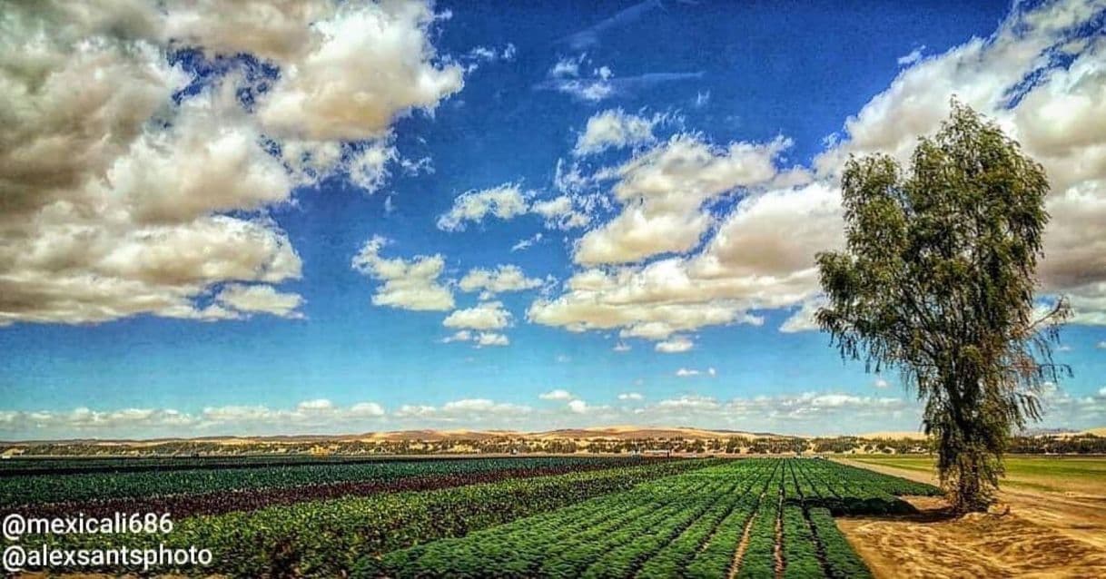 Lugar Valle de Mexicali