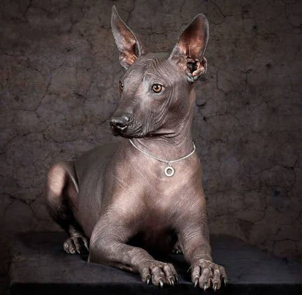 Moda Perro Xoloitzcuintle