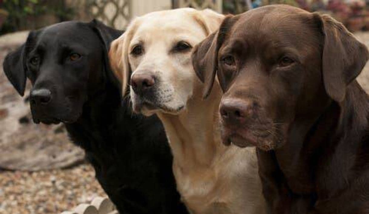 Fashion Labrador Retriever