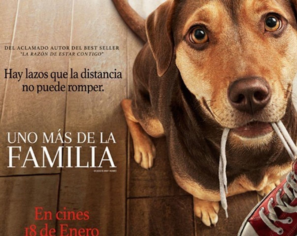 Movie A Dog's Way Home