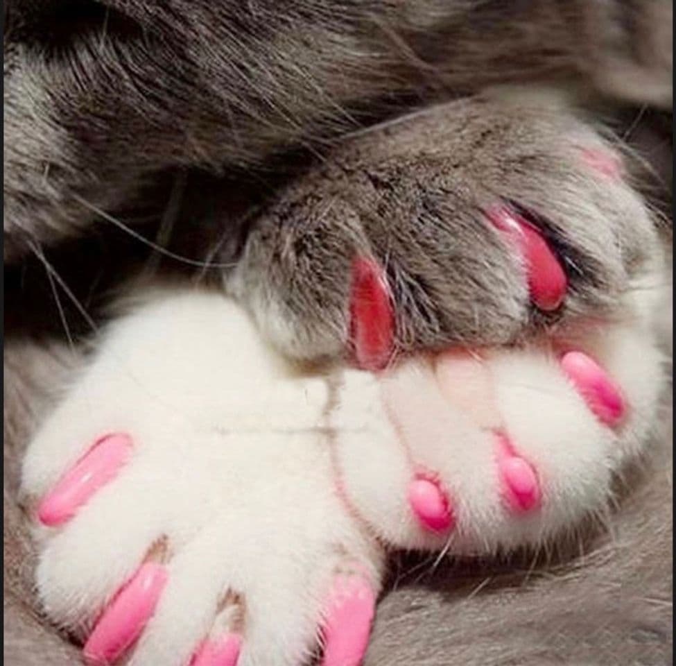 Fashion Fundas para las uñas de tu gato