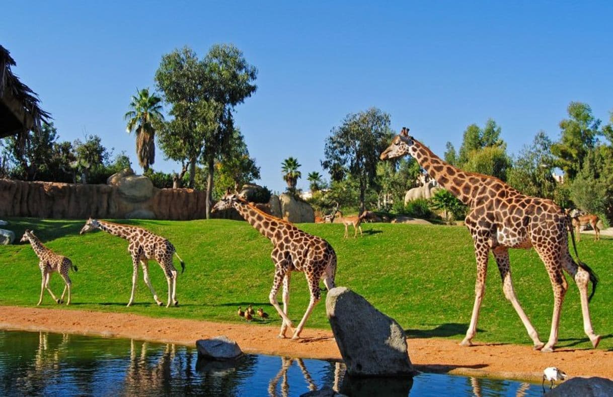 Lugar Bioparc Valencia