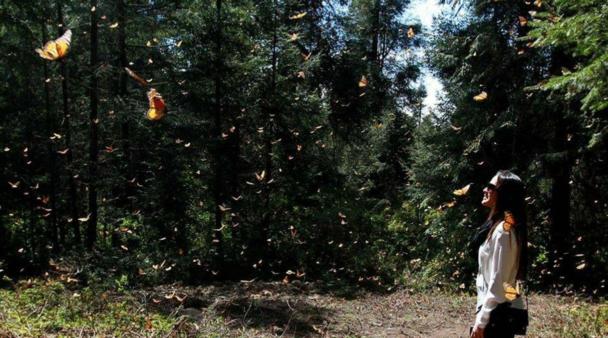 Fashion Reserva de la Biósfera Santuario Mariposa Monarca

