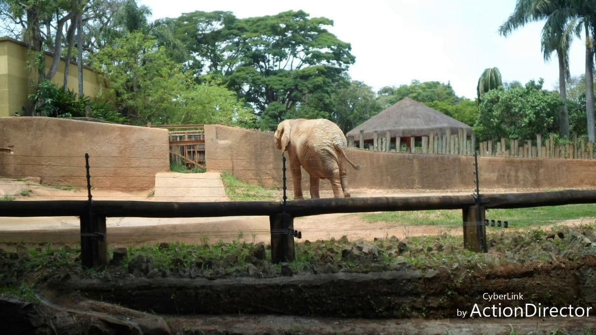 Lugar Zoológico de São Paulo