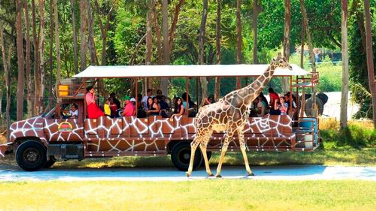 Lugar Zoológico Guadalara 