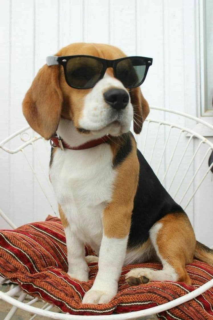 Fashion Beagle 