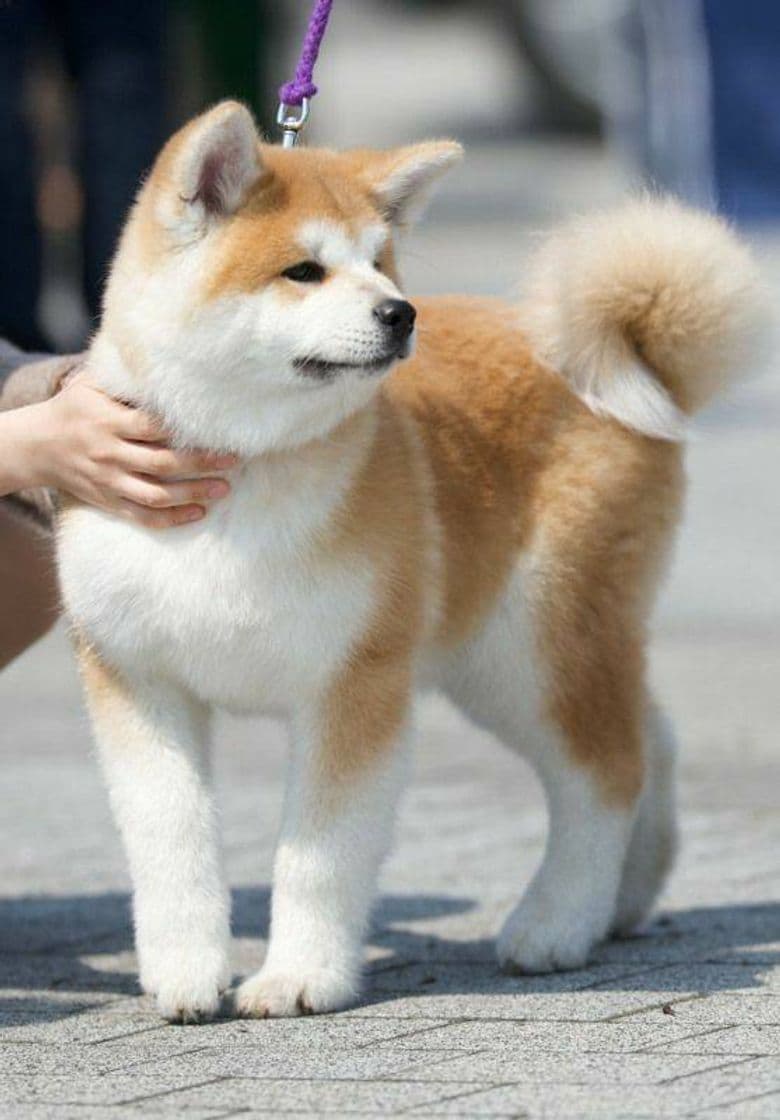 Moda Akita inu