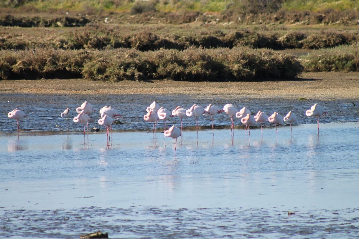 Place Salinas del Alemán, Biomaris