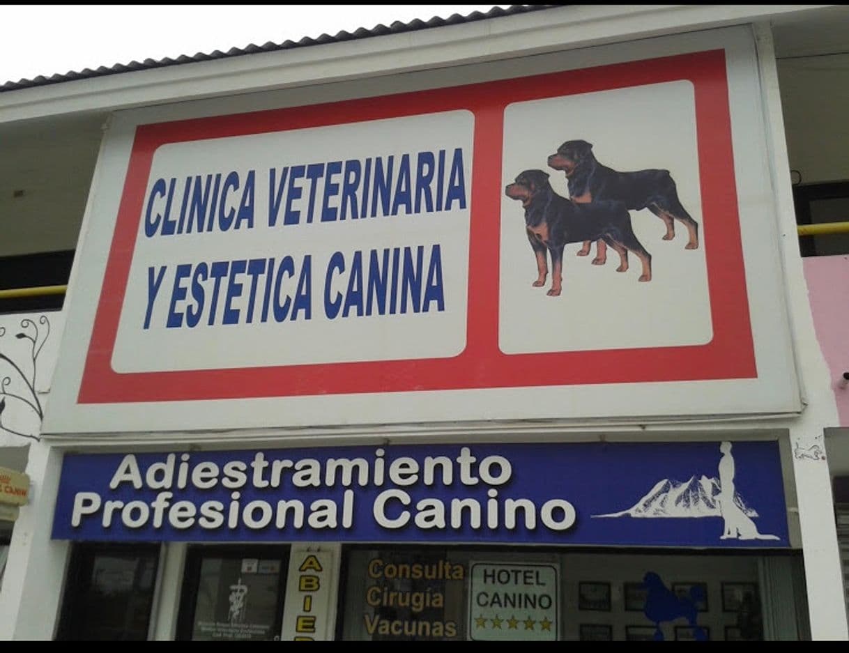 Moda Entrenamiento para perros, básica y avanzada 