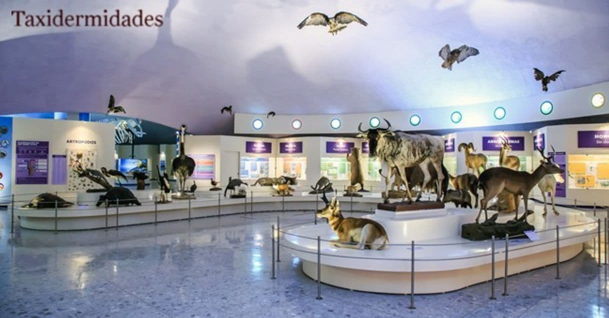 Place Museo de Historia Natural