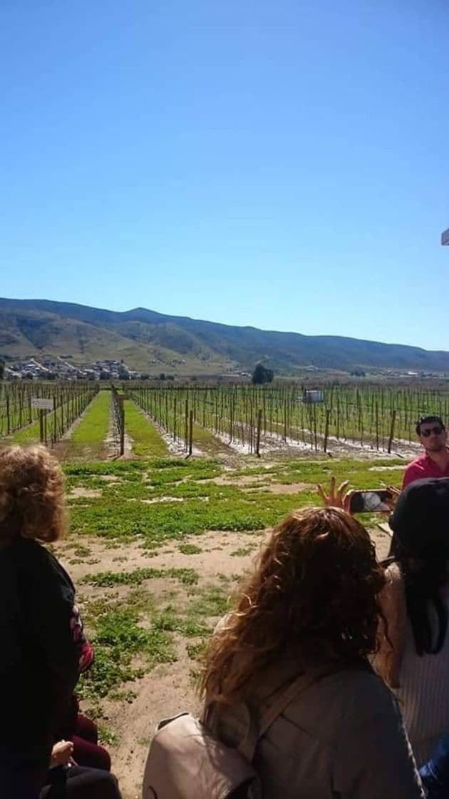 Restaurantes Vinos Dubacano Valle De Guadalupe