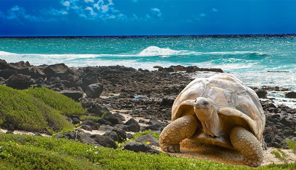 Place Islas Galápagos