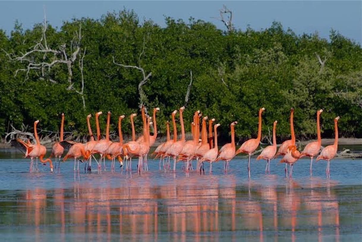 Lugar Río Lagartos