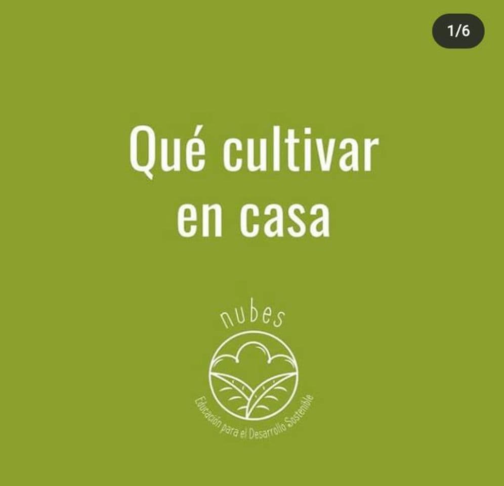 Fashion Cómo cultivar en casa?