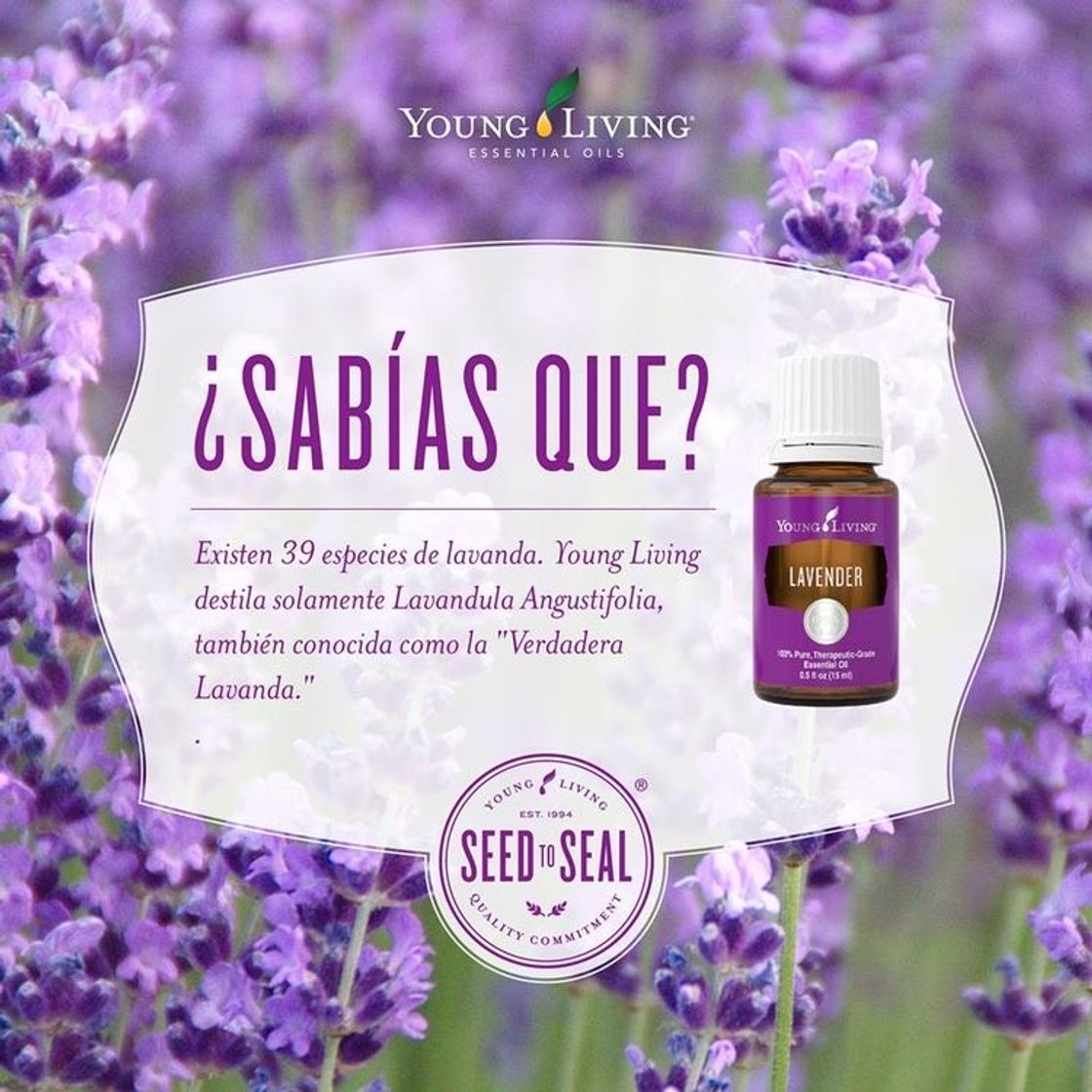 Product Aceite esencial de Lavanda 