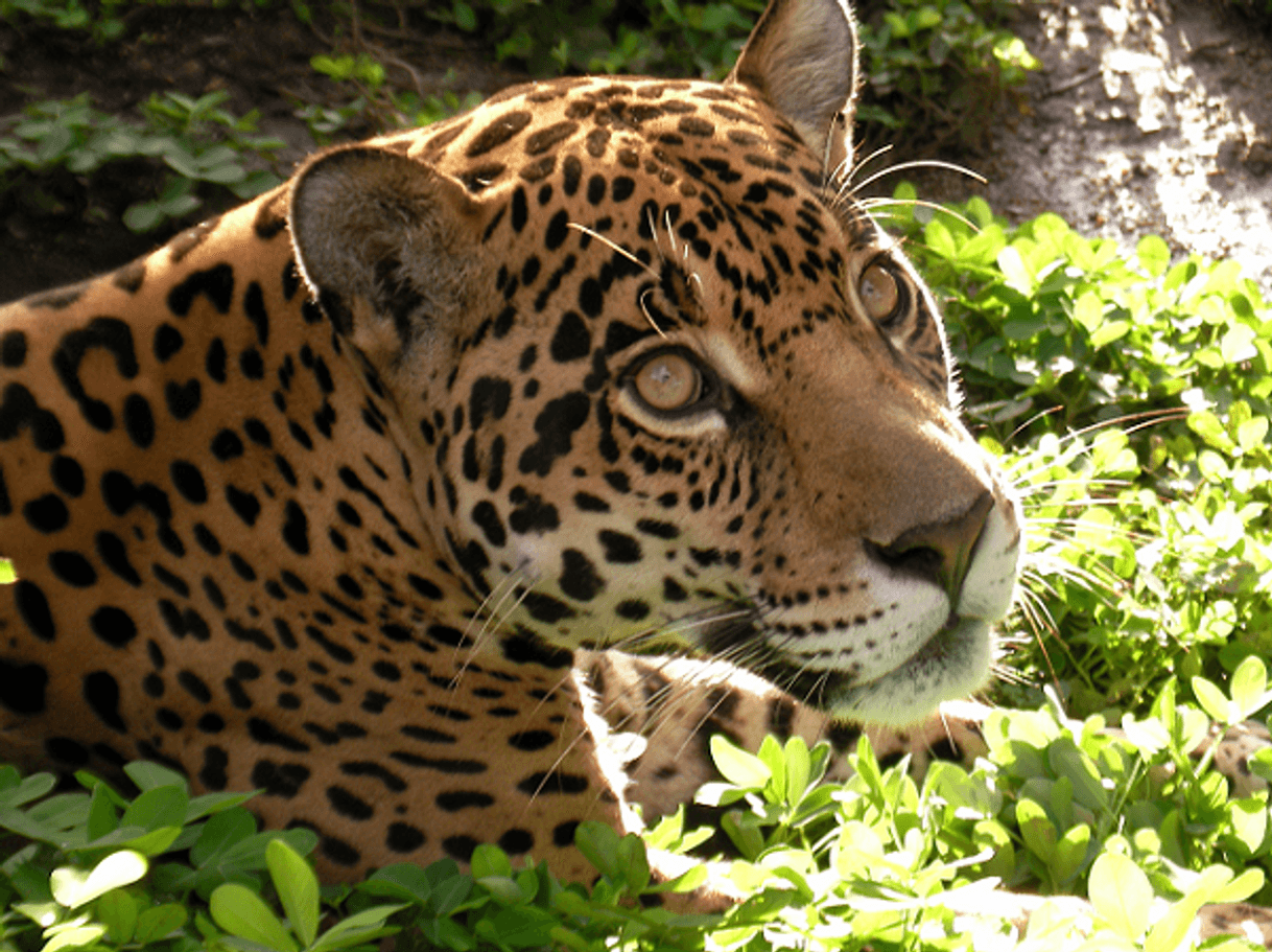 Restaurants zoorefugio tarqui