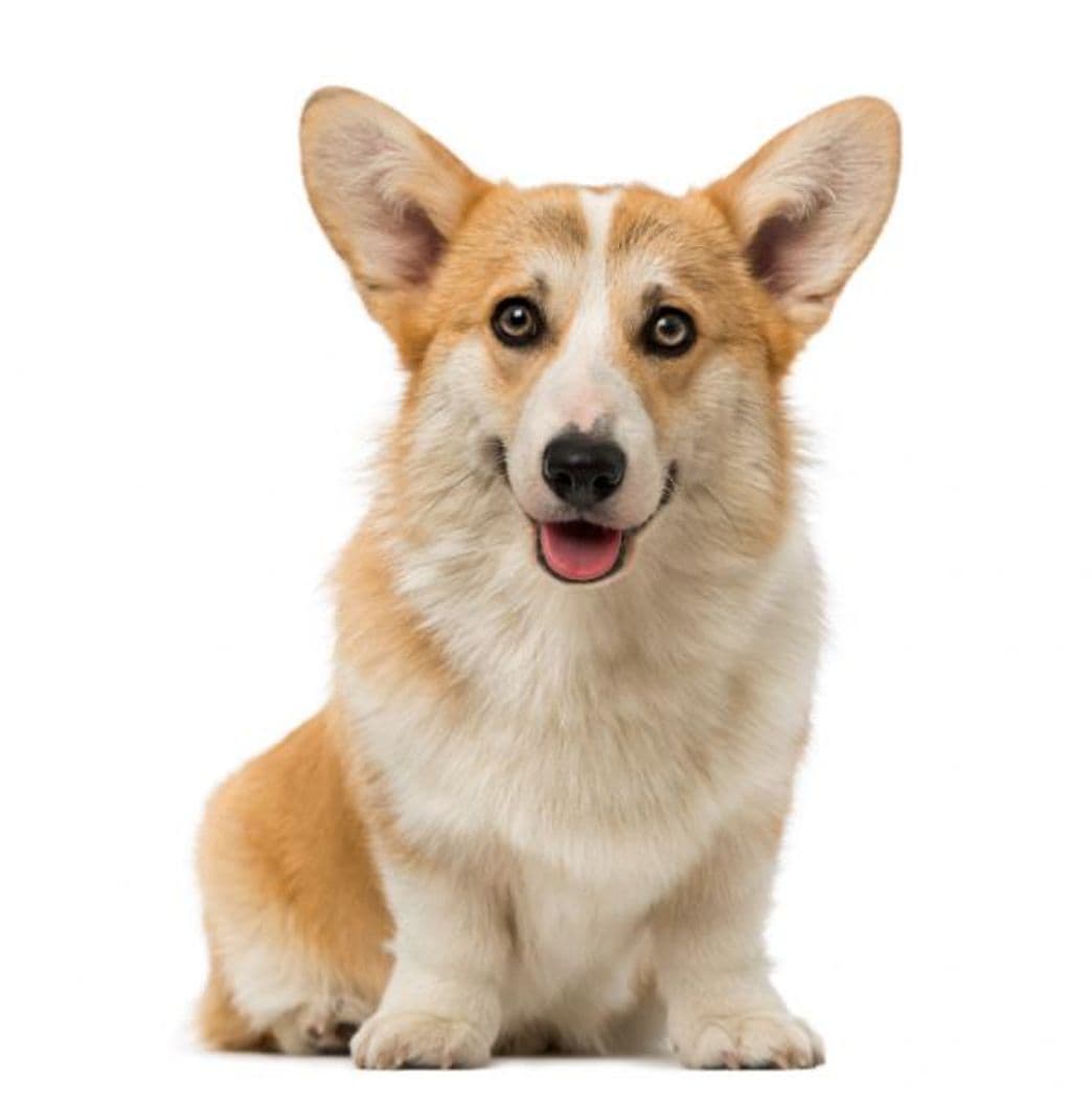 Fashion Perro Welsh corgi Pembroke