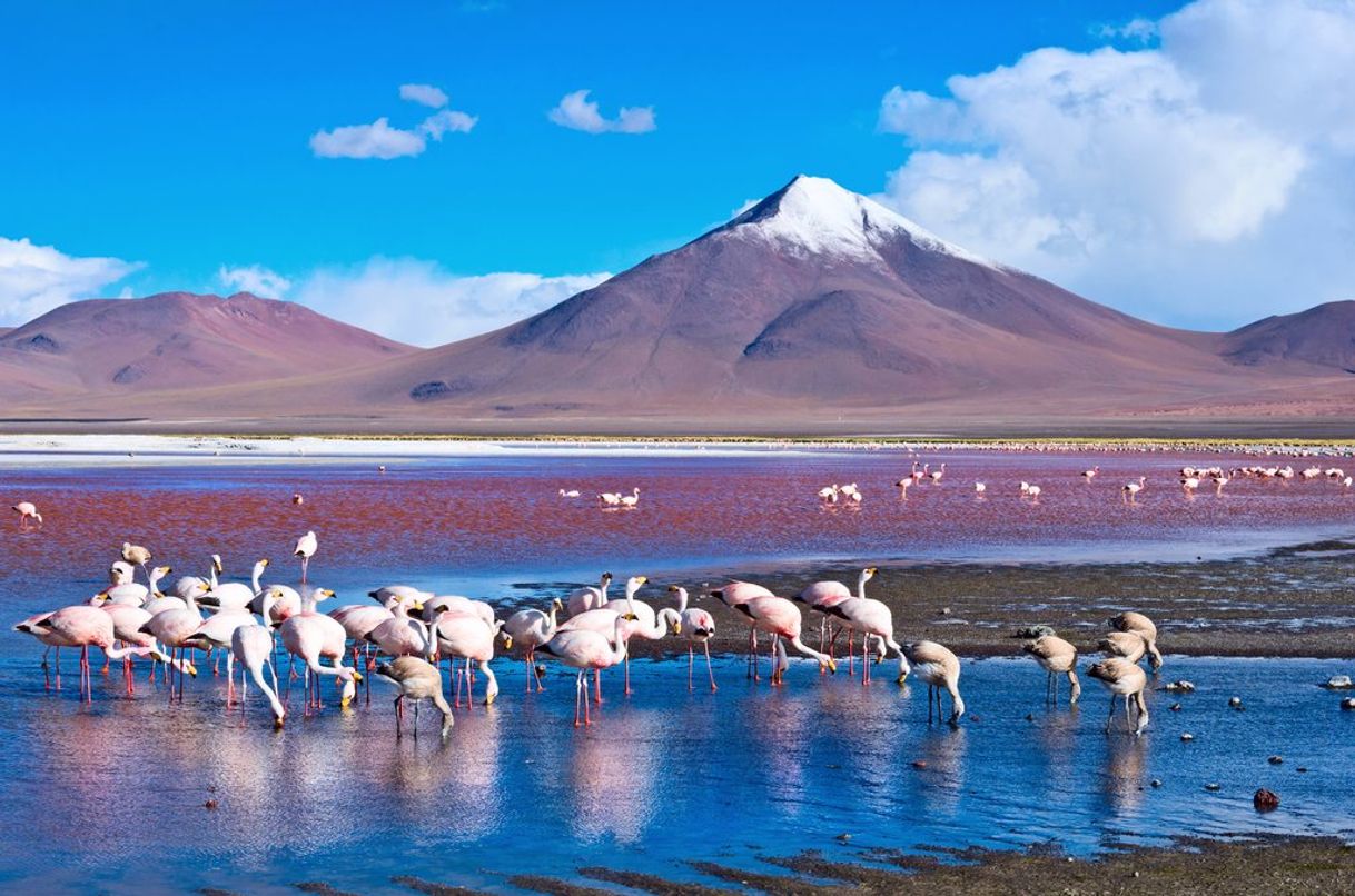 Lugar Laguna Colorada