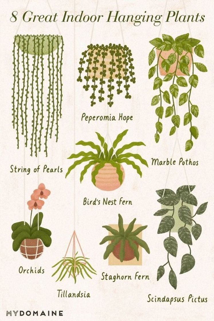 Fashion Plants