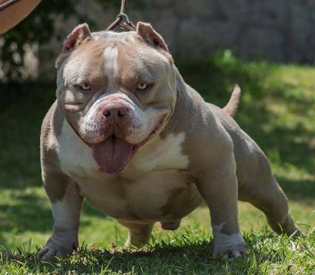 Moda American bully poket 🤑😎