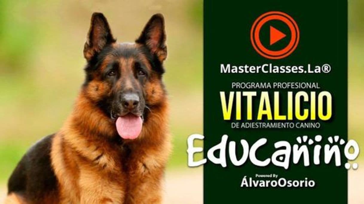 Fashion Programa Profesional Vitalicio de adiestramiento canino