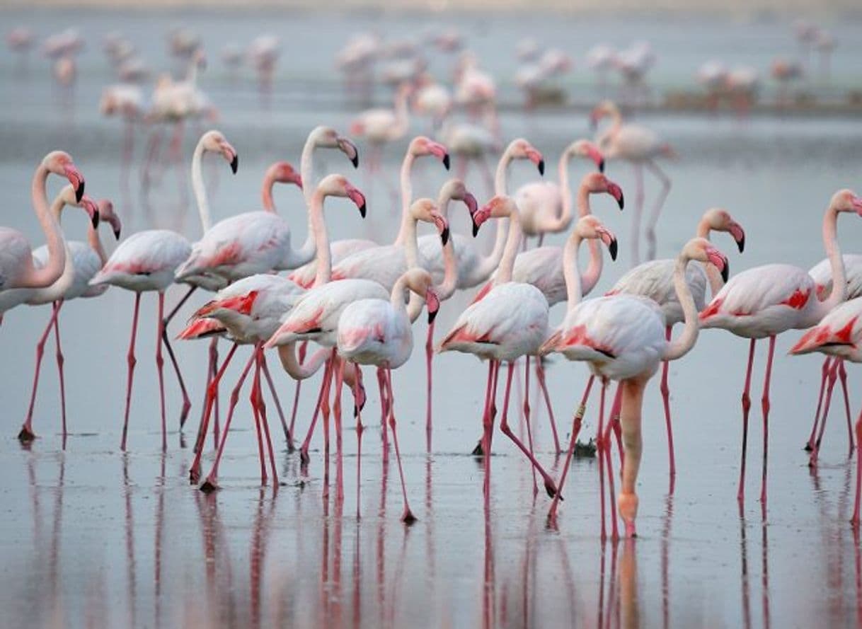 Lugar Playa Paseo Flamingos