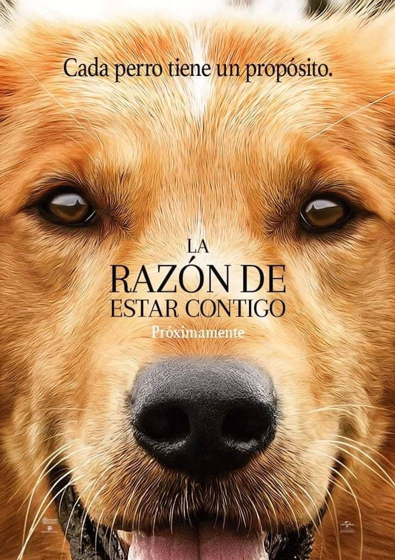 Película La Razón De Estar contigo 