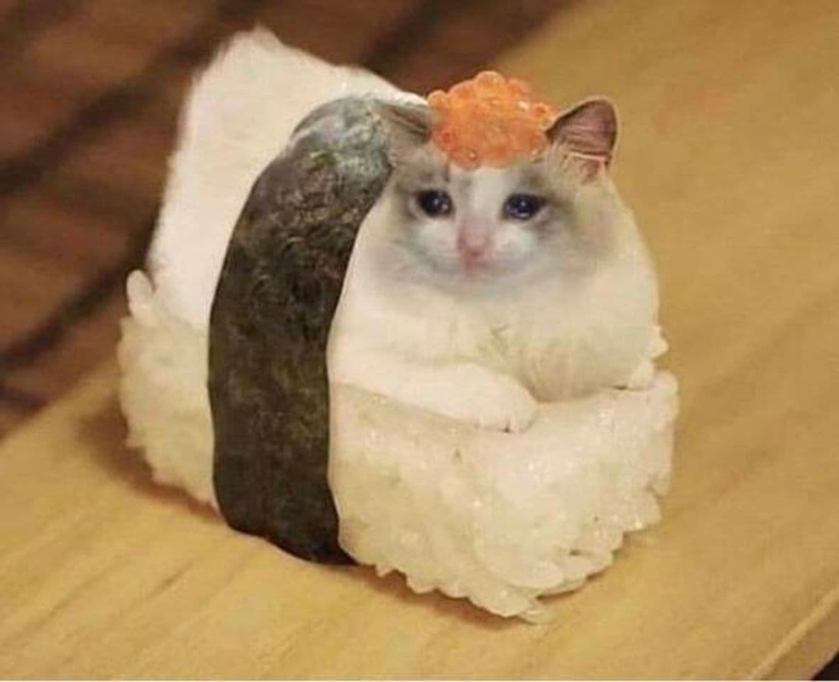 Moda Gato sushi